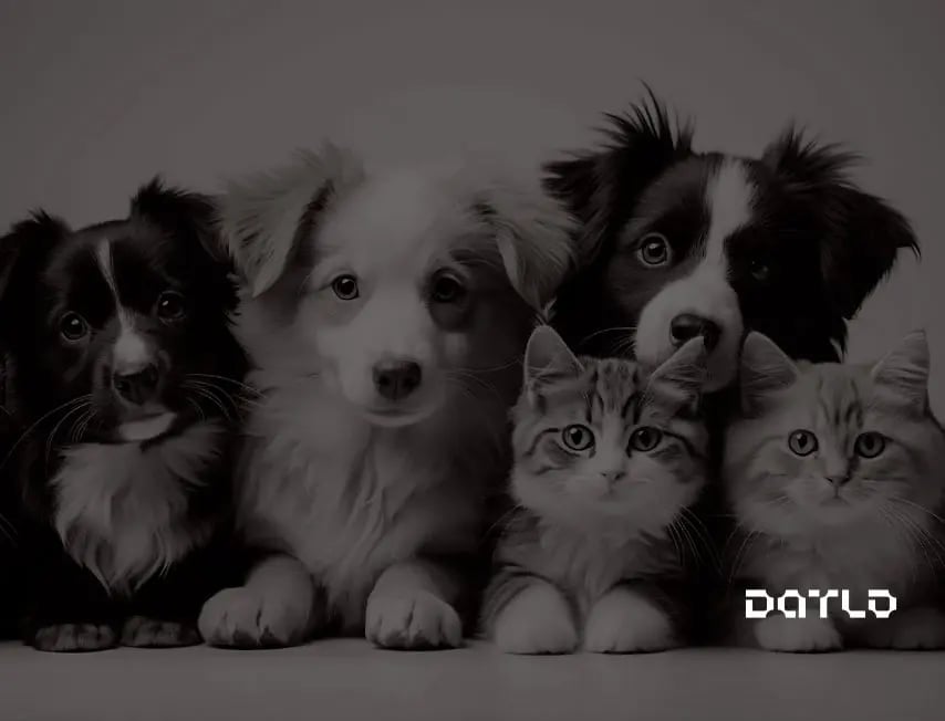 capa-animais-datlo-blog-cidades-pet-friendly-no-brasil